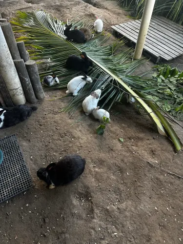 Coelhos para venda