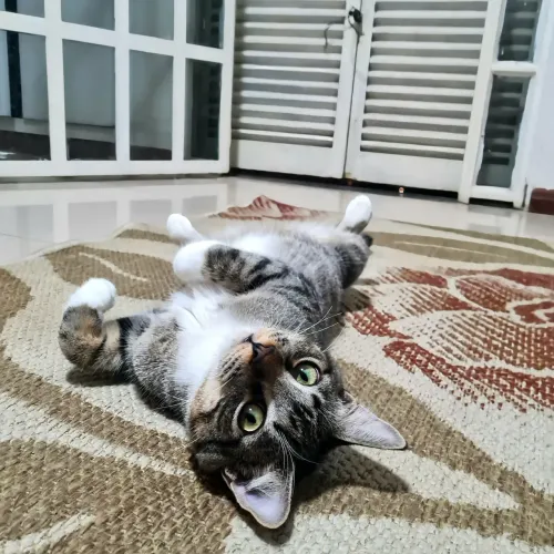 Doação de gato 