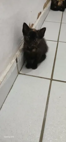 2 gatinhas para adoção