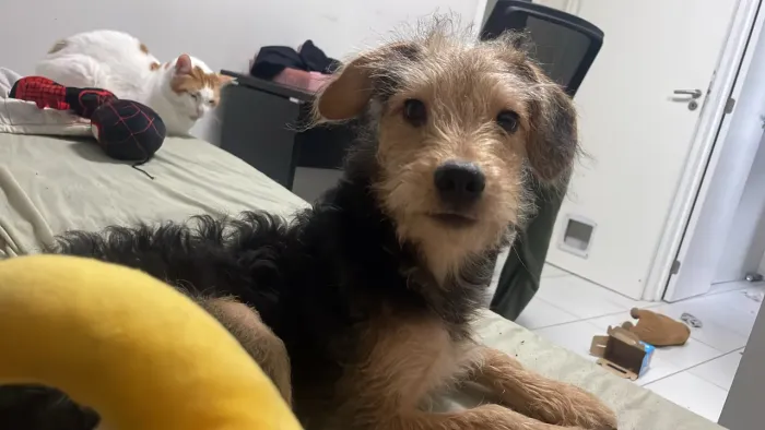Doa-se cachorro macho adulto
