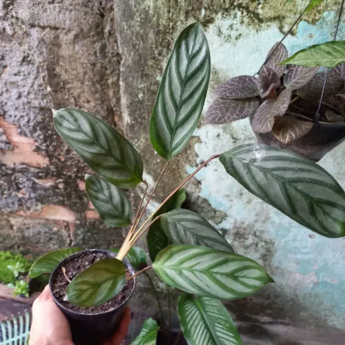 Maranta Cinza e outras plantas