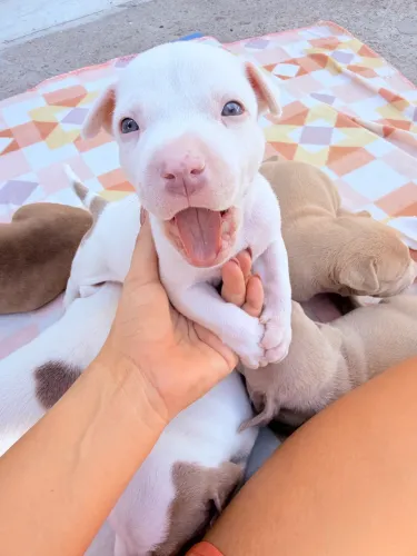 Lindos filhotes de Pitbull