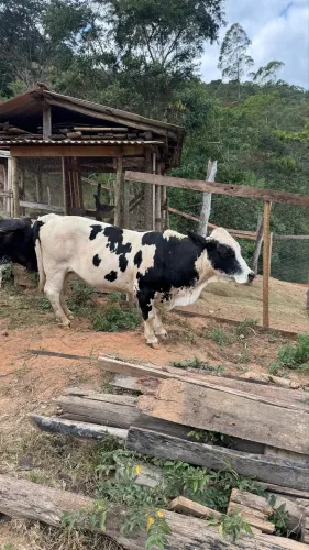 MINI VACA - Santa Rosália - 4 animais por 16.000,00