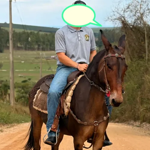 Burro marchador 