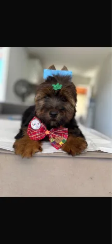 Lindo machinho de yorkshire Terrier!