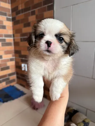 Animais 