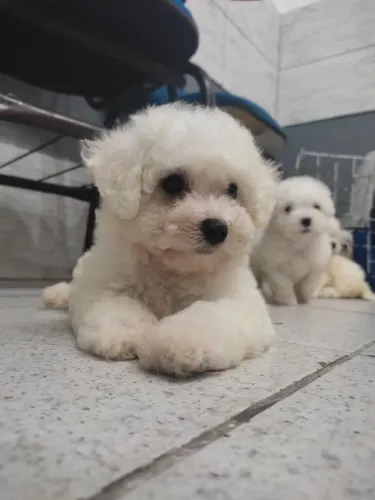 Filhote de Bichon frisé 
