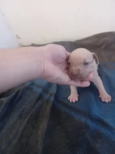Vendo último da ninhada pitbull filhote
