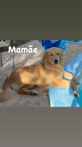 Filhote de Golden Retriever
