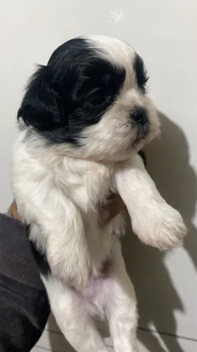 Filhotes de Shih Tzu Lhasa Machos
