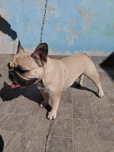 Buldogue francês 