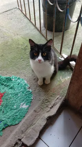 Gatos