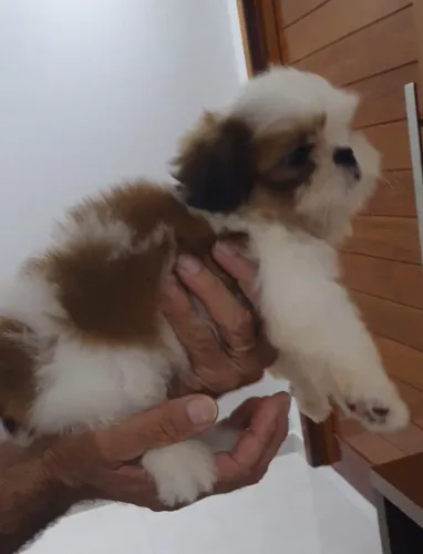 Machinho shih-tzu disponível