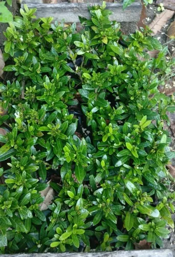  Mini Ixoria Vermelha para Cerca viva e Ornamentais!