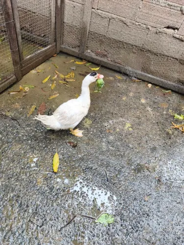Vendo pato filhote