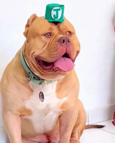 Filhotes de Brazilian Bull (Pit Monster) F1
