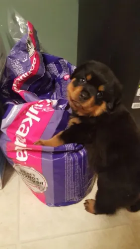 Rottweiler Fofura, companhia e alegria em um só pet