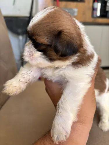 Vende se cachorros da raça Shih Tzu 100% puros !