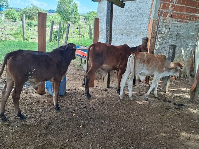 Bezerros a venda