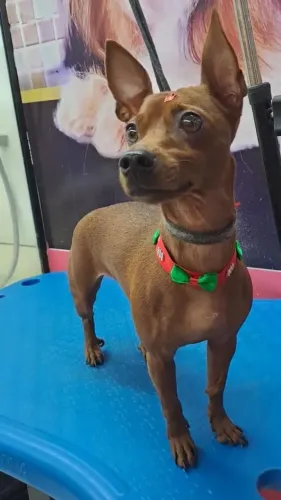 Pinscher fêmea