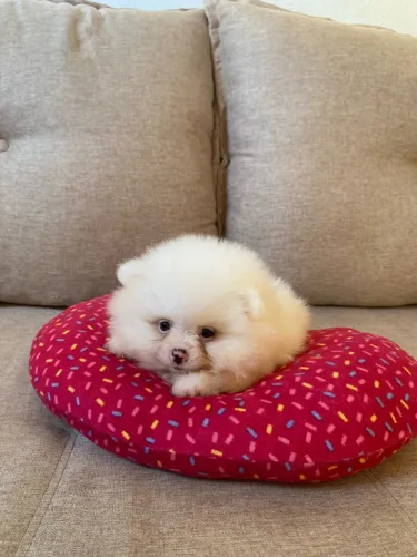 Lulu da pomerania