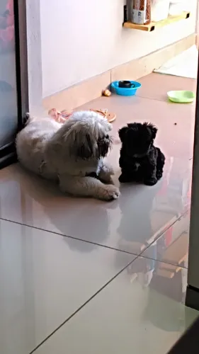 Cachorro