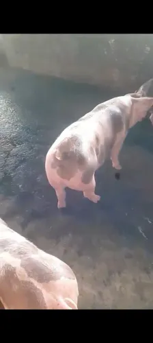 Vendo Porcos!!!
