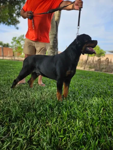 Filhotes de rottweiler puros
