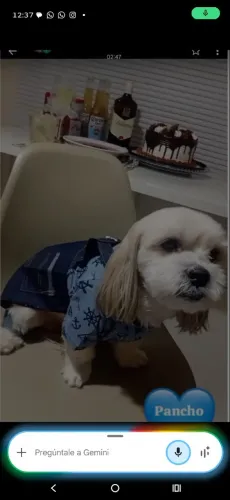 Procurando enamorada