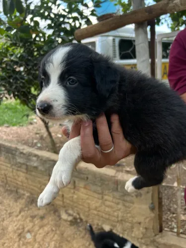 Filhotes Border Collie