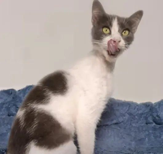 ADOTE lindo gato blue branco