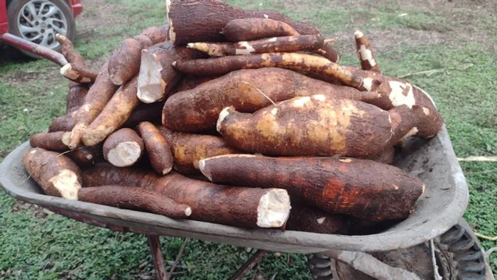 Ramas e mandioca amarela Embrapa