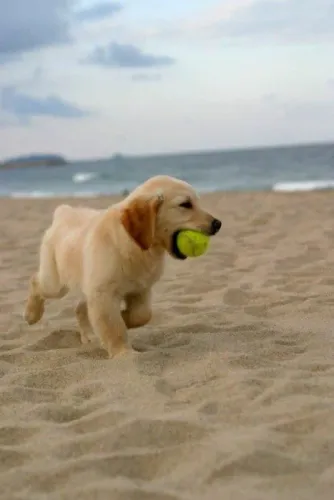 Golden Retriever esperto e atrevido