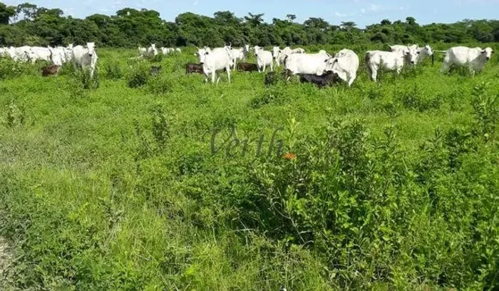 Fazenda em São Romão - Minas Gerais, à venda com 5.000 hectares