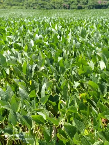 Sitio 15  alqueiro 190 mil o alqueiro 