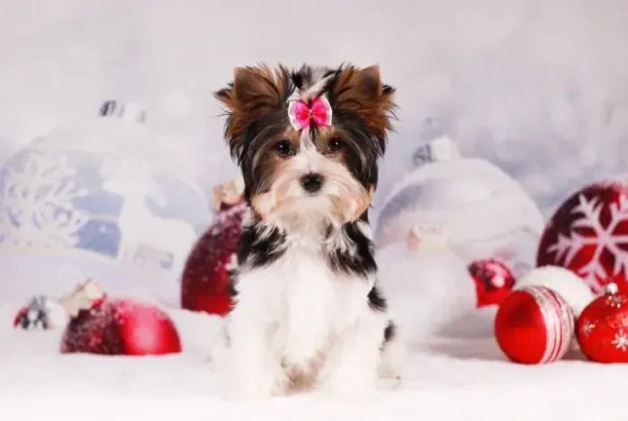 Biewer Terrier Fêmea Tricolor Inteligente, Afetuosa e Pronta para um Novo Lar