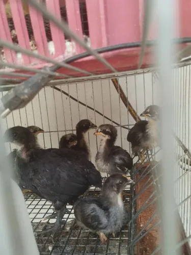 Pinto no gigante negro Jersey 