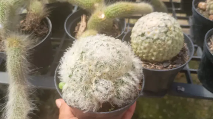 Cactos Variados em Vasos - Jardinagem