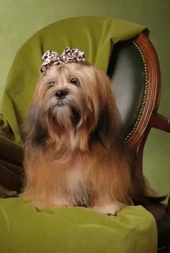 Lhasa Apso Pequeno Branco Macho - Pelagem Linda e Muito Afetuoso! 