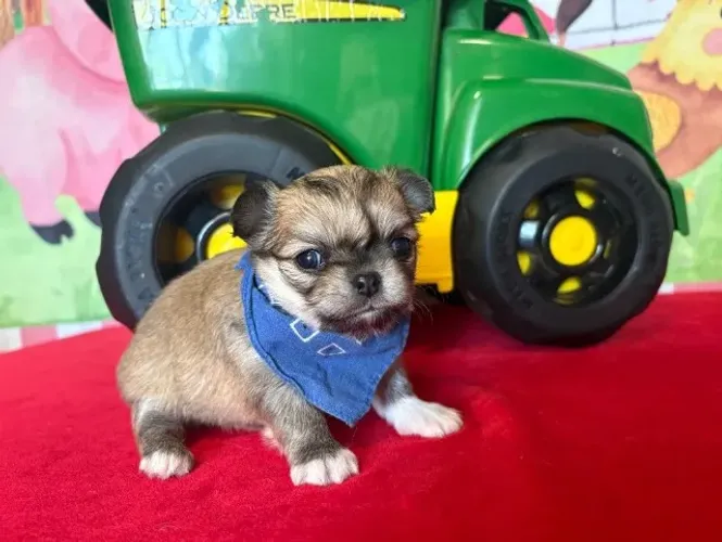 Chihuahua: puro encanto em versão de bolso