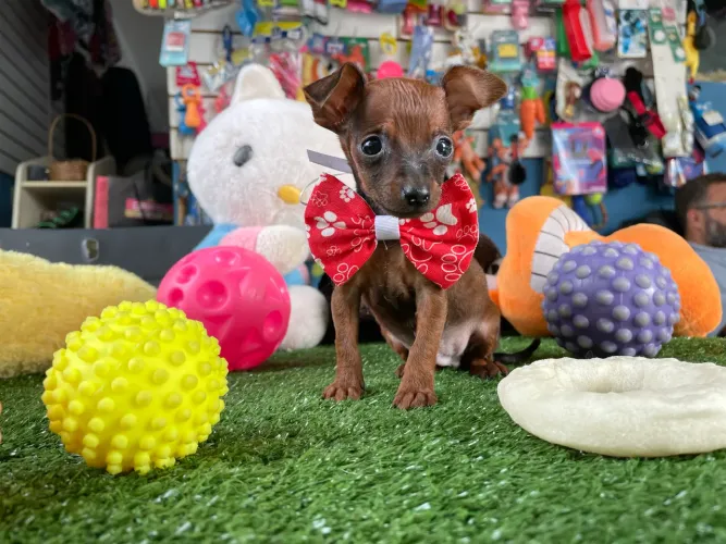 Pinscher micro macho $1.600,00