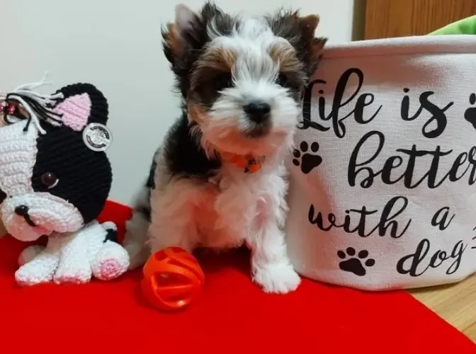 Yorkshire Colorido (Biewer Terrier) com Garantia de Saúde Completa