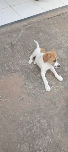 Doação de cachorro 