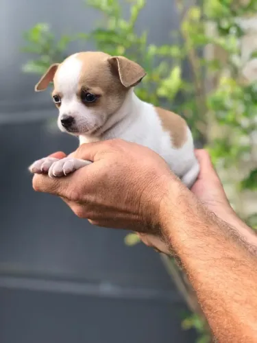 Fêmea de Chihuahua pelagem curta filhotes com 55 dias vacinada e com pedigree- Alberto