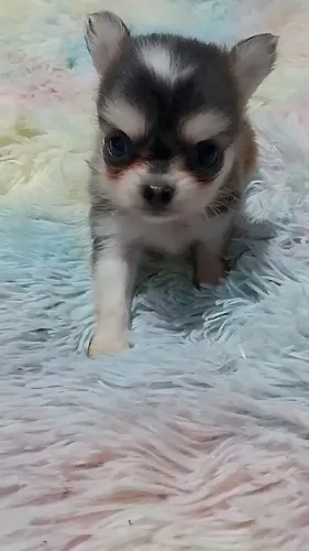 Chihuahua macho Pêlo longo marcação Husky