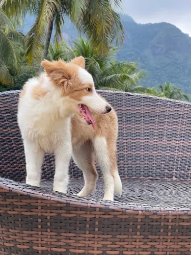 Filhote de Border Collie