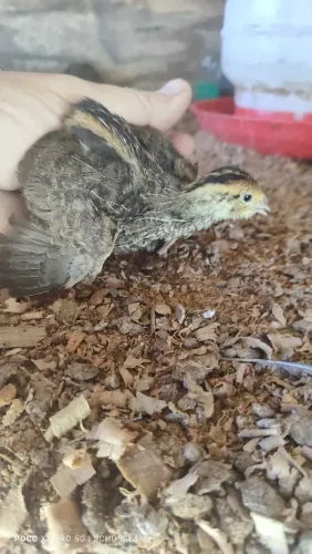 Codornas não sexadas 