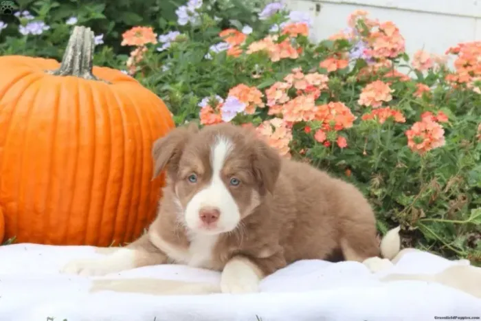 ?Tem Border Collie no seu Natal? Então a alegria já está garantida!? ?