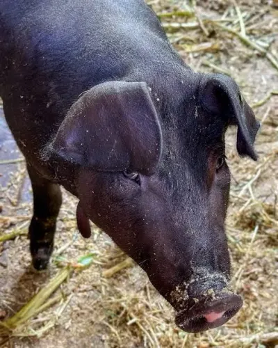 Doação porco whatsapp *