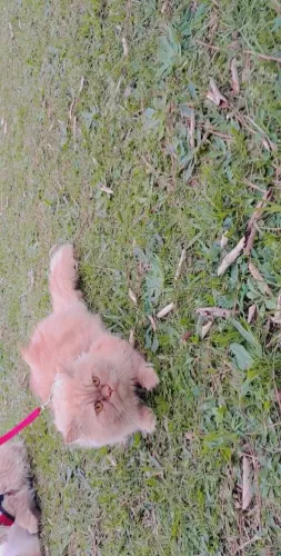 GATO PRA CRUZA